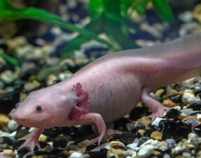 mexicanaxolotl.webp mexican axolotl on a fish tank