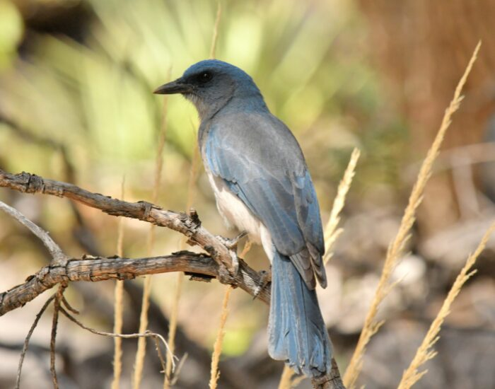 mexicanjay 1.webp Mexican Jay (Aphelocoma wollweberi) in the wild in a tree