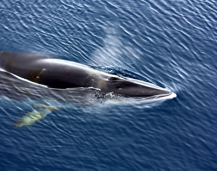 minkewhale.webp Minke whale blowing water swimming on the ocean's surface