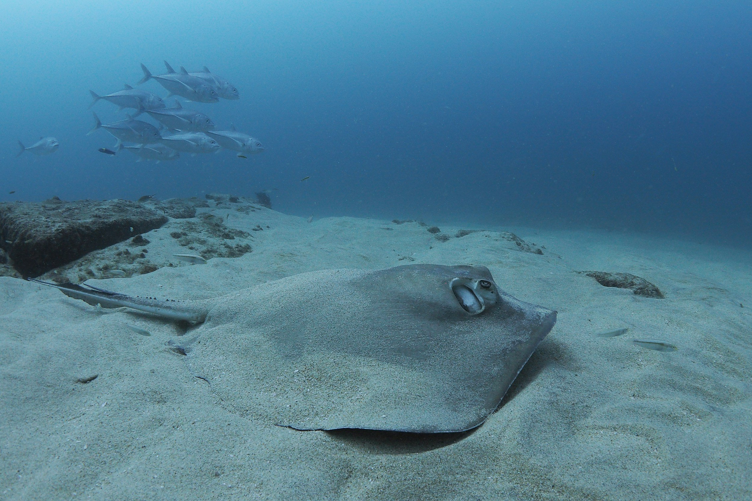 Pascal van de Vendel Mobula Ray on the bottom of the sea