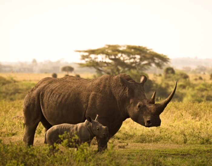 Only 12,900 white rhinos and around 2,050 black rhinos remained in 2024 | Photo by Peter John, Getty Images