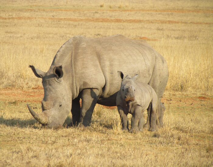 New reserves and conservancies have been established across South Africa | Photo by Csharker, Pixabay