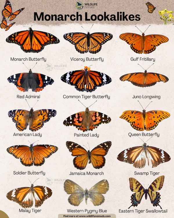 An educational visual guide titled Monarch Lookalikes displaying 15 butterfly species arranged in a grid with labeled names, including the Monarch, Viceroy, Gulf Fritillary, Red Admiral, Common Tiger, Juno Longwing, American Lady, Painted Lady, Queen, Soldier, Jamaica Monarch, Swamp Tiger, Malay Tiger, Western Pygmy Blue, and Eastern Tiger Swallowtail.