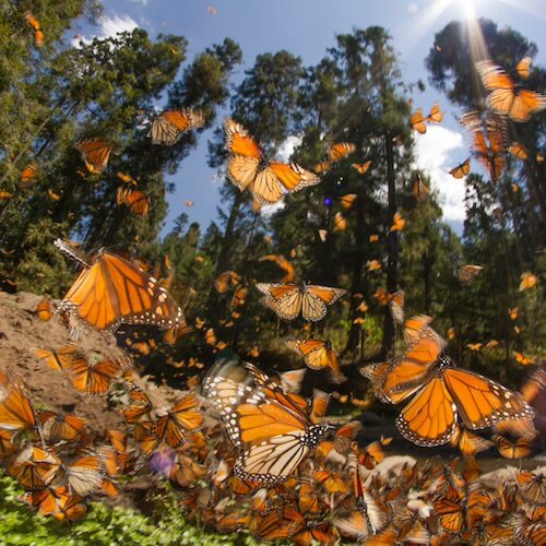 monarch butterflies flying in a forest in mexico