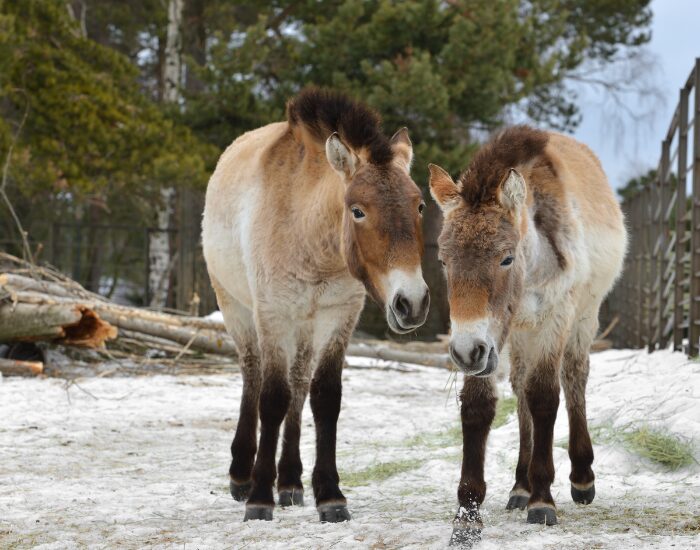 two Mongolian Wild Ass fenced looking at the camera