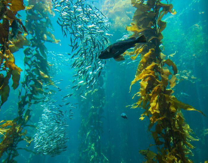   Monterey Bay kelp underwater forest