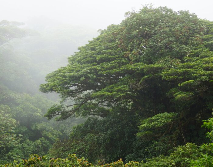  Monteverde Cloud Forest 