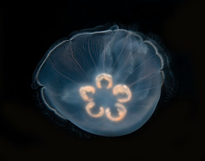 Moon Jellyfish on black background