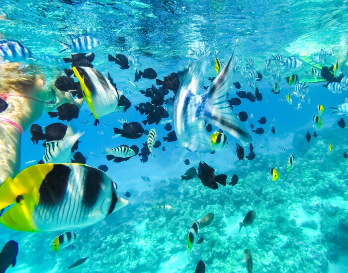  a woman snorkeling with many fish in Tahiti French Polynesia