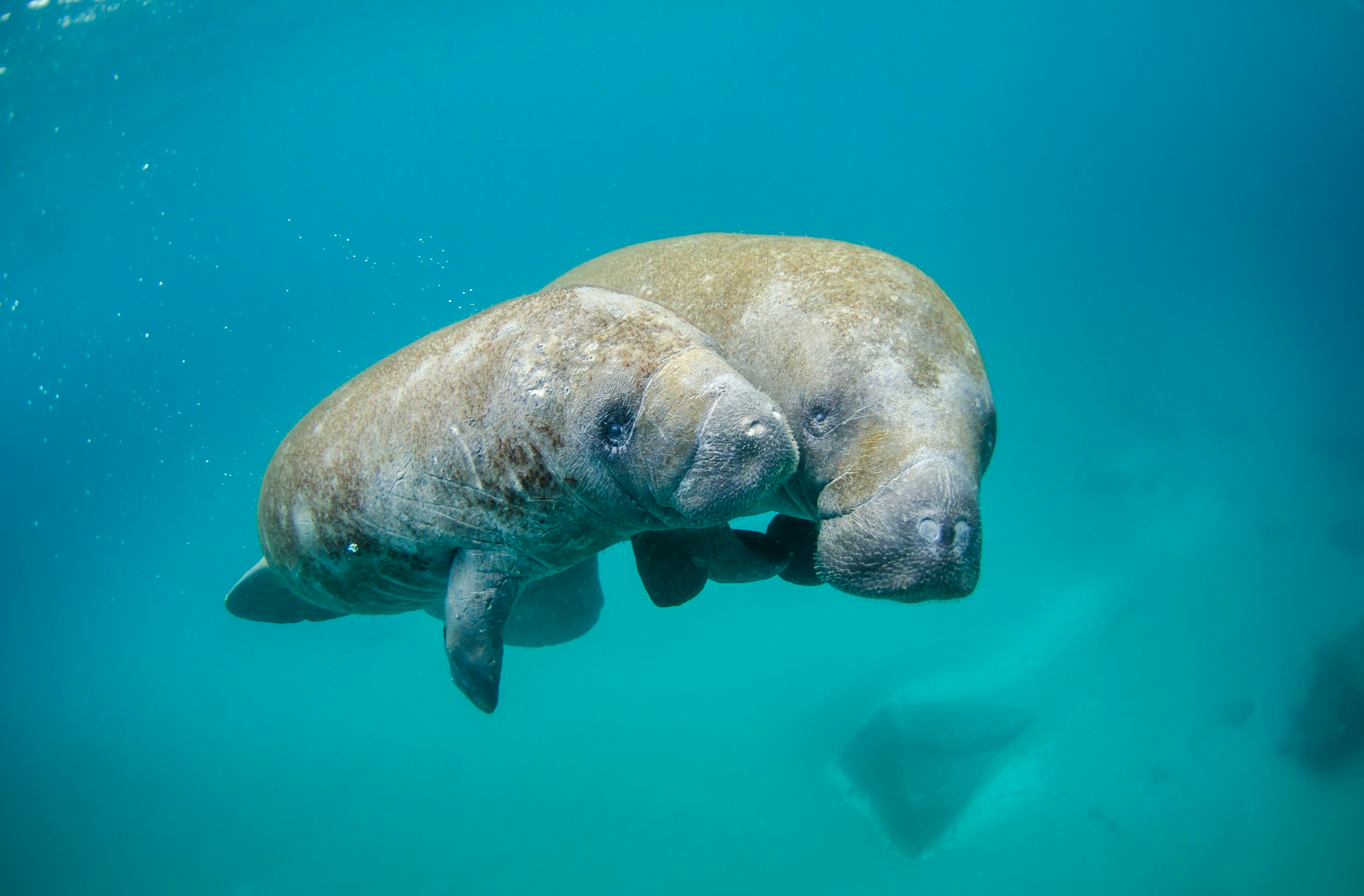 NOAA Mother manatee and calf