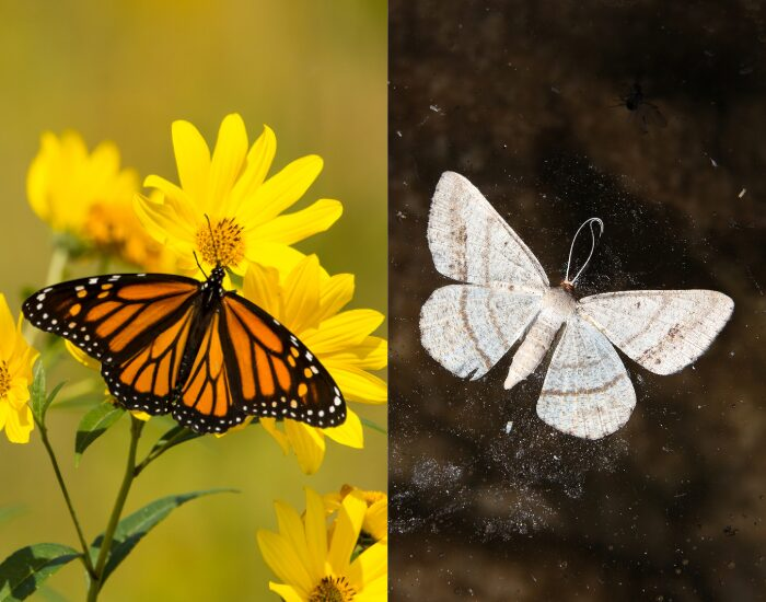 side to side photo of a monarch butterfly and a white moth on the left