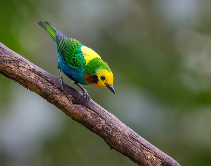  Multicolored Tanager in Colombia Standing on a Tree Branch