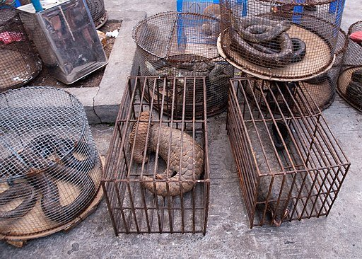 Three pangolins, three snakes and other wildlife animals trapped in cages on an illegal market in Maynmar