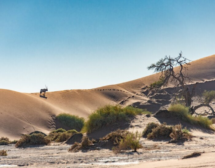 oryx on a dune far away in Namib-Naukluft National Park