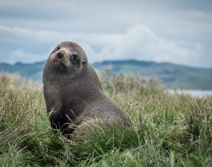 New Zealand Fur Seal in the wild looking at the camera laying on grass
