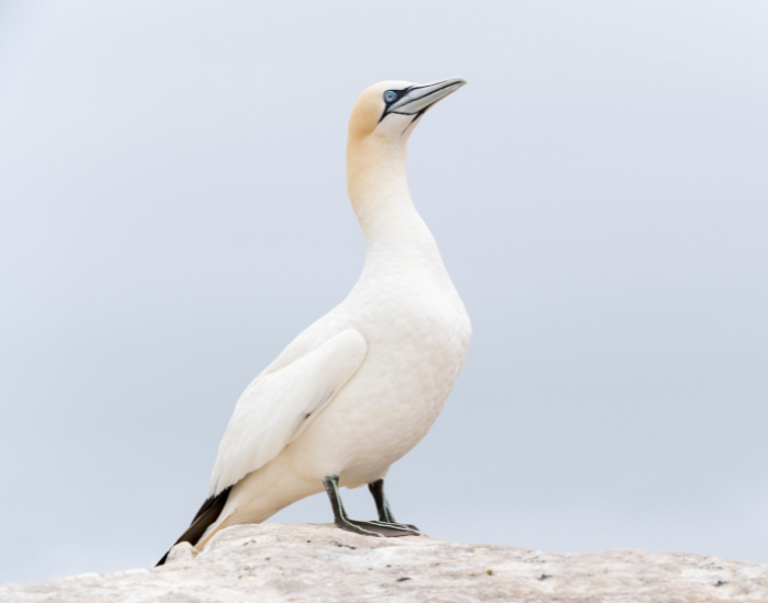 Northern Gannet standing still