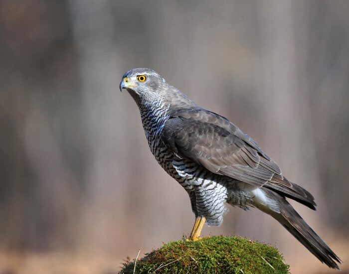 A northern goshawk standing on a moss-covered rock, a large powerful forest hawk