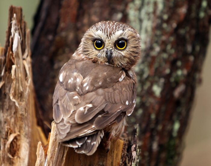 Northern spotted owl