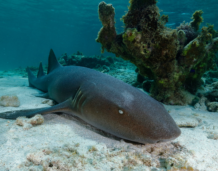 Nurse-shark-at-the-bottom.webp Nurse Shark laying on the ocean floor