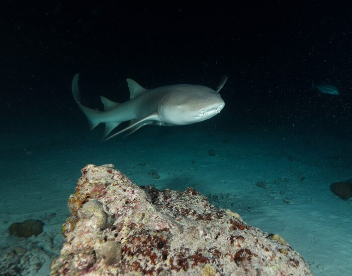  Nurse Shark swimming