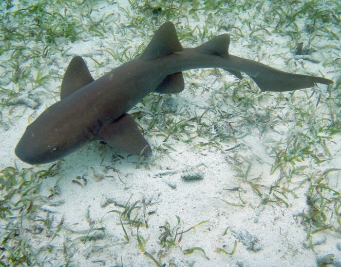 nursesharkswimsholchanreserveambergriscayebelize.webp Nurse shark swimming on shallow waters