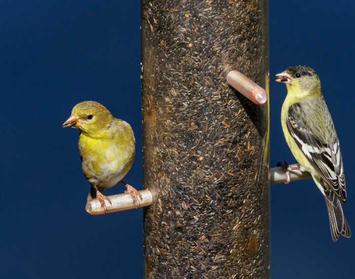 Nyjer-Seed.webp gold finch perched on a bird feeder with Nyjer-Seed