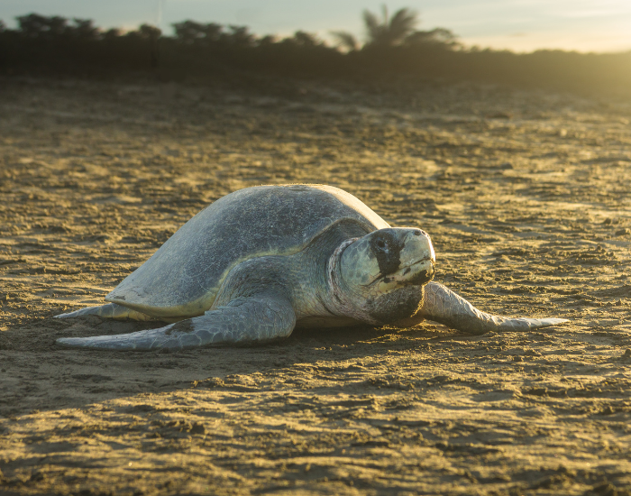 Olive-Ridley-Sea-Turtle.webp Olive Ridley Sea Turtle laying on the beach