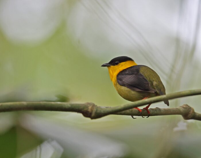  Orange-collared Manakin in ts habitat on a tree