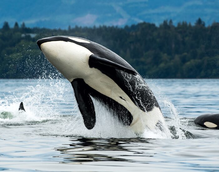  Orca Jumping on Vancouver Island