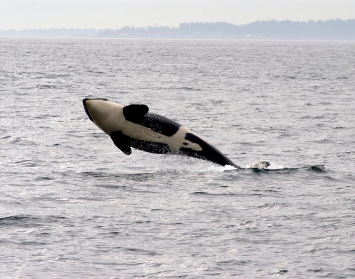 Orca in Iceland jumping