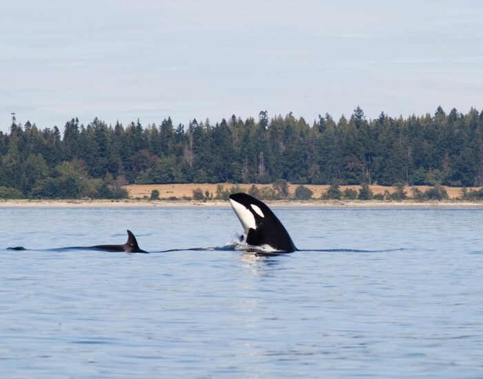 Two orcas swimming close to the surface