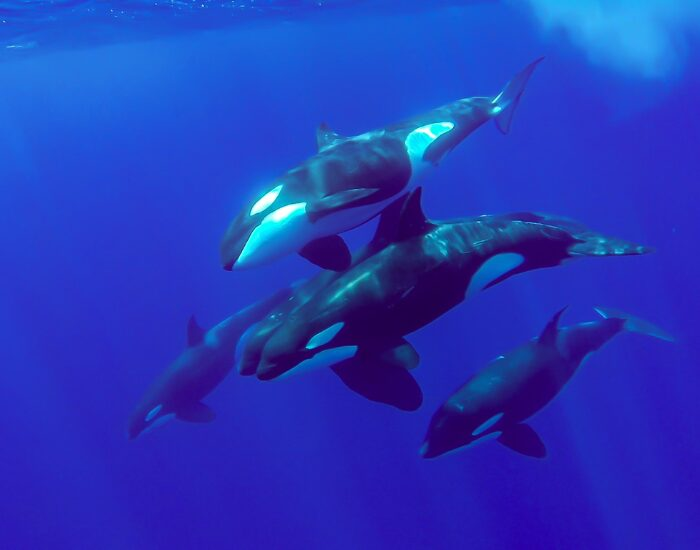 pod of orcas swimming
