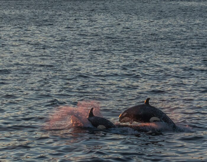 two orcas jumping in alaska
