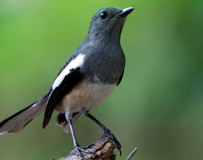 close up of a Oriental Magpie Robin
