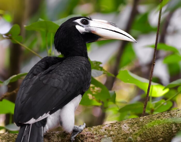 Oriental Pied Hornbill on a tree