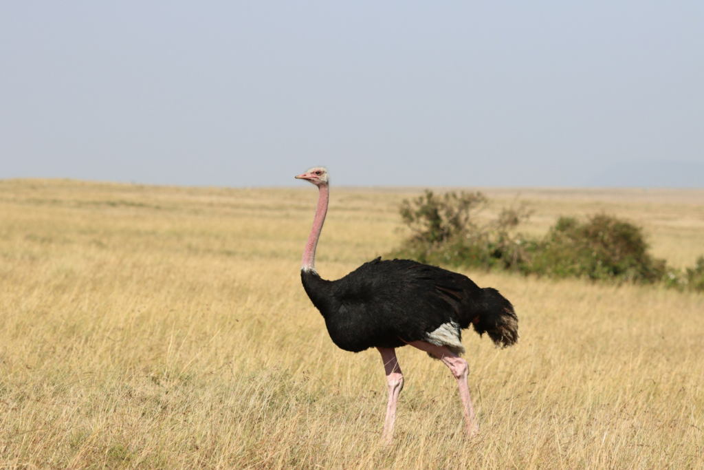 ostrich standing in a wild grassland
