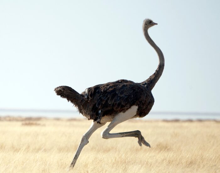 ostrich running in the wild
