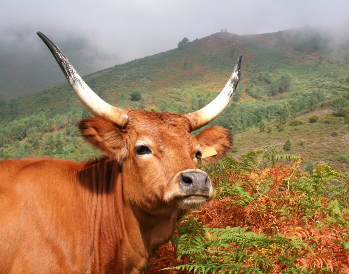 close up of an ox