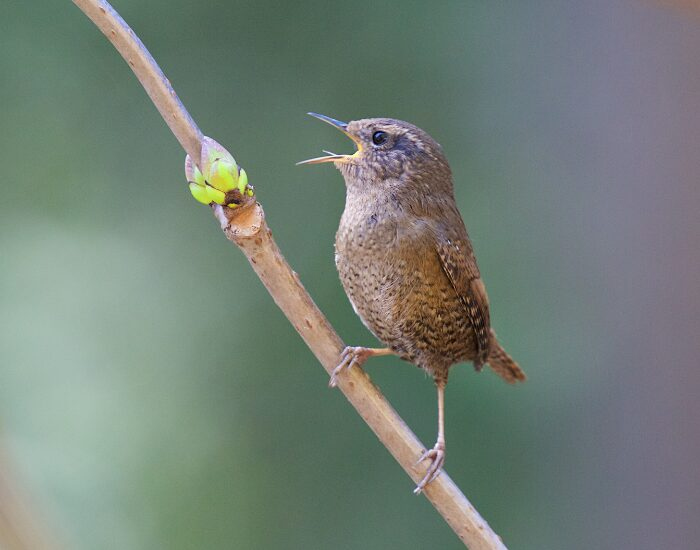 a small bird standing on a branch singing