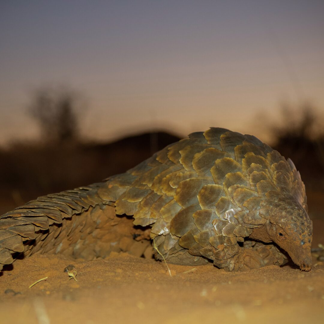 An adult pangolin resting in the desert at sunset