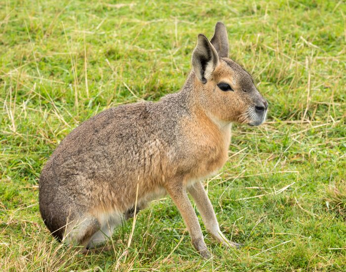 a Patagonian Mara laying standing on grass