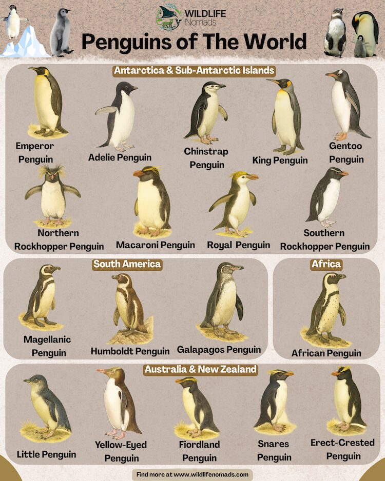 penguinsoftheworldspeciesinfographic.webp Penguins of the world infpgraphic
