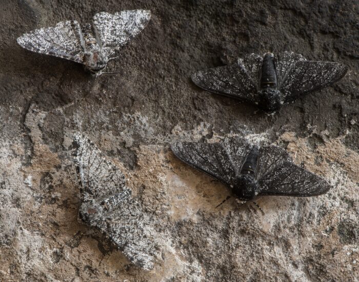 two white and two black peppered moths on a tree trunk showing its camouflage