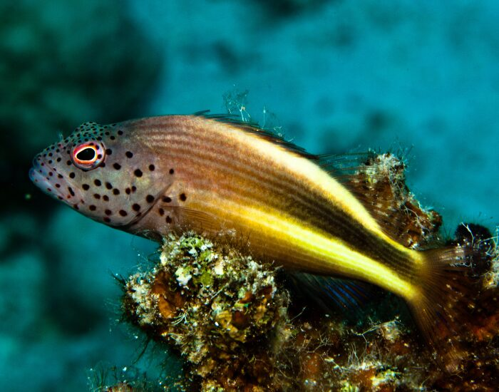 close up of a fish