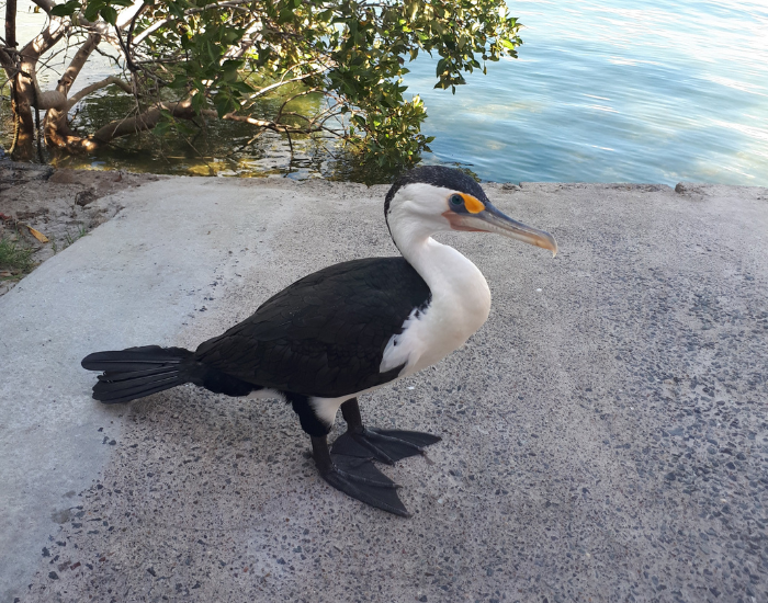 Pied Cormorant standing on concrete