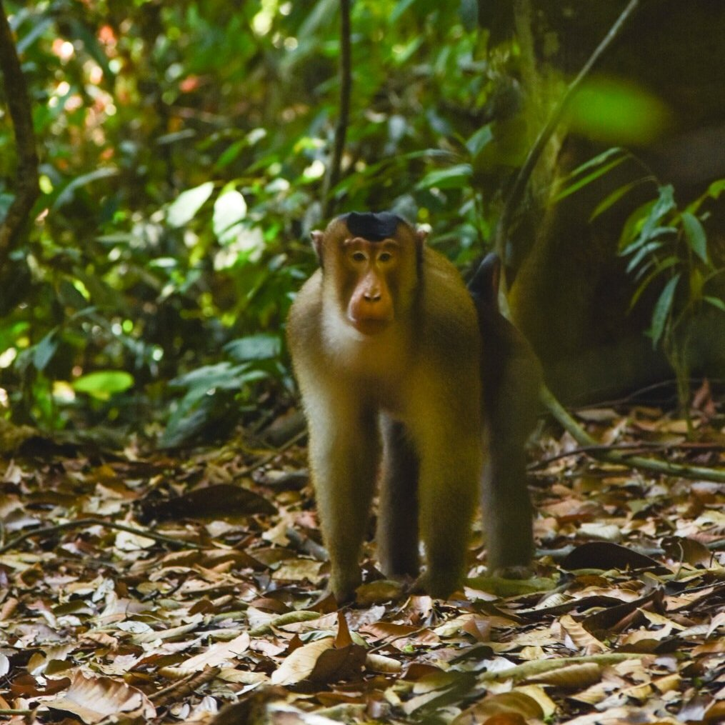 pig tailedmacaquesinthejungle.webp Pig tailed macaque