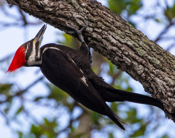 pileatedwoodpecker.webp Woodpecker on a branch