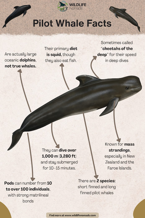 Pilot-Whale-Facts.webp Pilot whale infographic showing facts