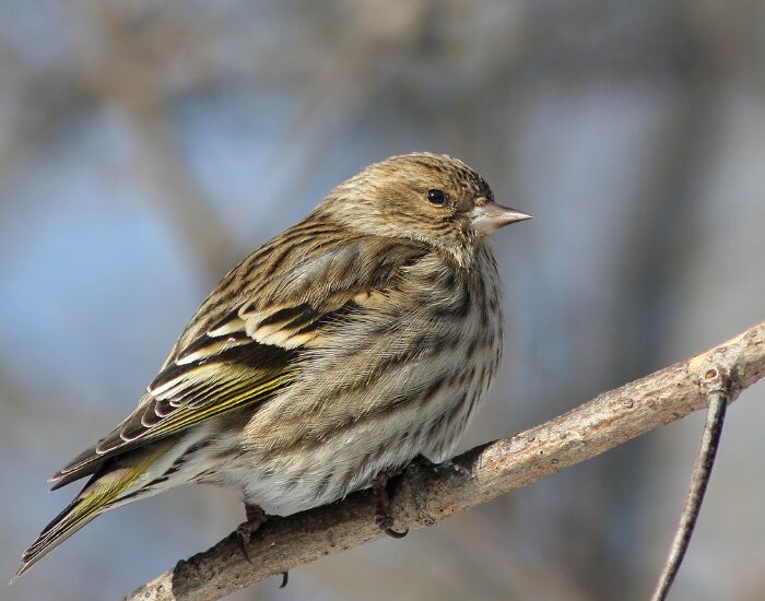 a close up of a Pine Siskin