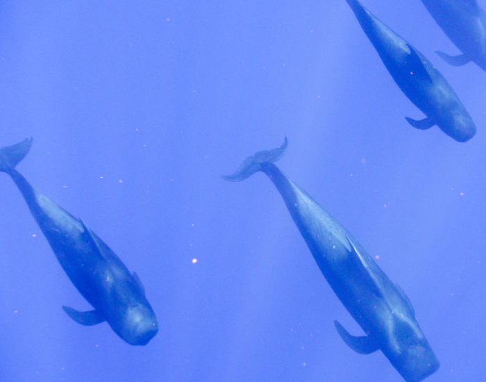 Pod-of-pilot-whales.webp three pilot whales diving in the ocean